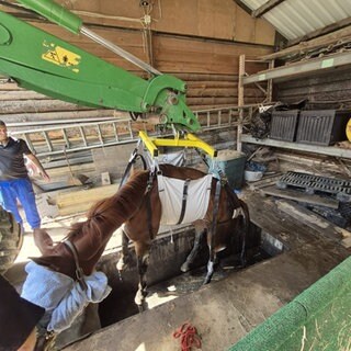 Pferd wird aus Grube gehoben