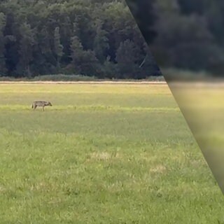 Wolf in Offenbach in der Südpfalz gesichtet