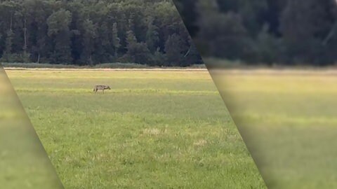 Wolf in Offenbach in der Südpfalz gesichtet