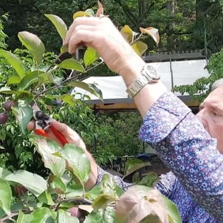 Obstbaumschnitt