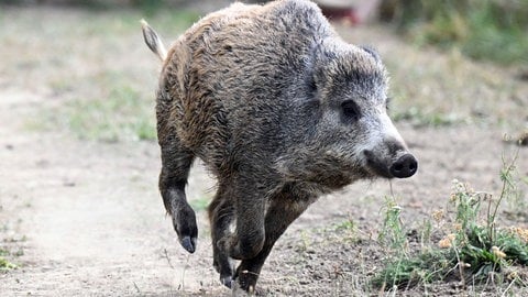 Ein Wildschwein. Symbolbild. Das Wildschwein, das im März in den Pfälzer Weinbergen bei Rhodt drei Menschen attackiert hatte, war am Kopf verletzt und hungrig.