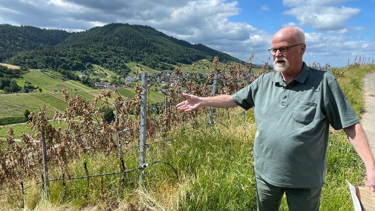 Im Baden-Badener Rebland verwildern immer mehr Rebflächen