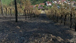 Ein verkohlter Weinberg in Raumbach. Die Funken einer Motorsäge haben das Feuer ausgelöst und zu einem Großbrand geführt