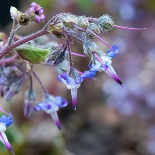 Blaue Blüten
