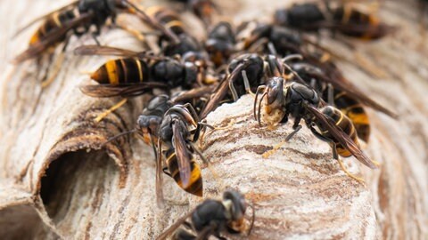 Asiatische Hornissen sitzen auf ihrem Nest. 