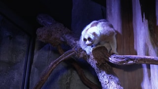 Plumplori im Zoo Karlsruhe