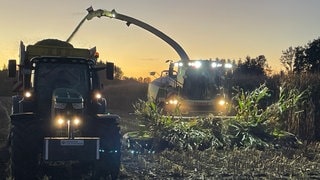 Ein Mähdrescher und ein Traktor mit Hänger beim Ernteeinsatz auf dem Maisfeld. In Oberschwaben hat die Maisernte begonnen.