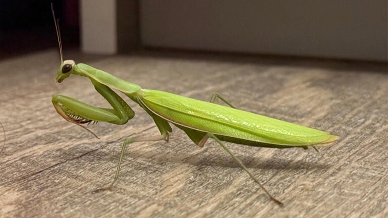 "Heute Nacht in meinem Schlafzimmer 😱😅 hab sie in den Garten gebracht...aber wäre mir lieber keinen nächtlichen Besuch zu bekommen. Hallo wach und so 🙈", schreibt Userin Marina.