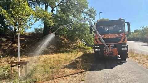 Hitze und Trockenheit gefährden die Bäume in der Region Trier - Ein junger Baum im Trierer Messepark wird bewässert.