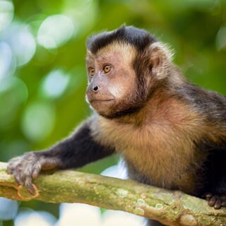 Ein Schwarzer Kapuzineraffe klettert in einem Baum im Regenwald bei Rio de Janeiro  Brasilien: Ein toter Affe im Wald lässt die Alarmglocken schrillen. Könnte ein Virus unterwegs sein, das auch für Menschen gefährlich ist?