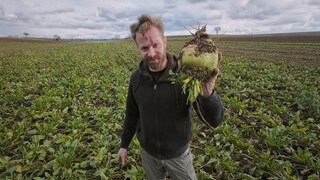 Rübenbauer Martin Oswald steht auf einem Rüben-Feld und hält eine frisch geerntete Zuckerrübe in der Hand.