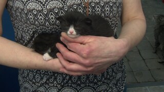 Katzenbabys auf dem Arm einer Ehrenamtlichen. Am Montag wurde der 32. Tierschutzpreis des Landes Rheinland-Pfalz verliehen.
