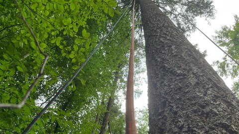 Das Seil eines Baumkletterers hängt von einer Douglasie im Wald bei Remchingen.