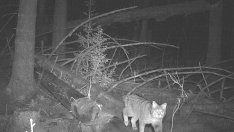 Auch die seltene und scheue Wildkatze war schon auf den Fotos der Wildkameras zu sehen.