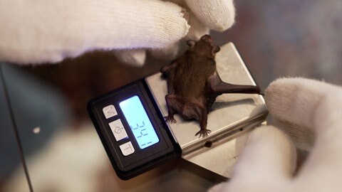 Ehrenamtliche päppeln Fledermaus-Babys ohne Mutter auf.