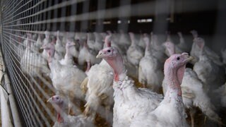 Ein Putenmastbetrieb aus Ilshofen steht im Mittelpunkt eines Prozesses. Das Bundesverwaltungsgericht verhandelt über die Haltungsbedingungen (Symbolbild). 