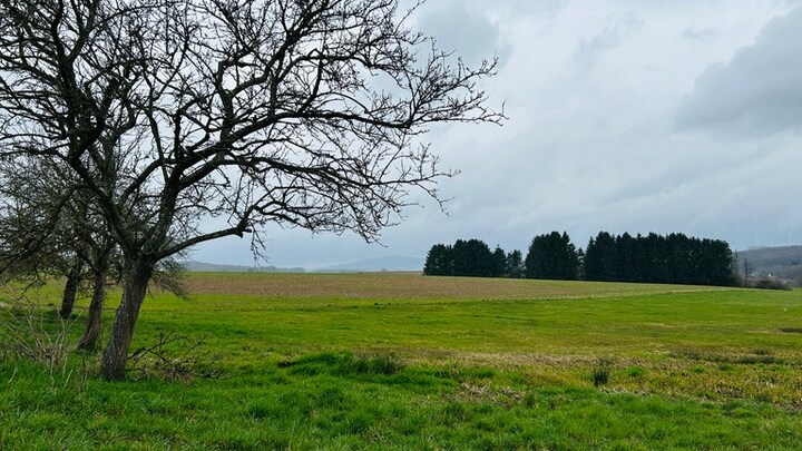 Auf einer Wiese in Reichenbach-Steegen mit Blick auf den Potzberg.