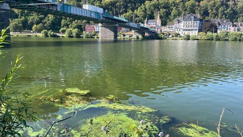 Früher als sonst hat sich auf der Mosel in Traben-Trarbach ein Teppich aus Blaualgen ausgebreitet. Normalerweise ist die Blüte der Bakterien erst im Hochsommer. 