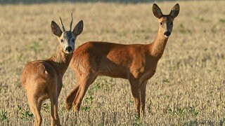 Ein Rehbock und ein Reh stehen am frühen Morgen auf einem abgeernteten Getreidefeld (Symbolbild). Die Suche nach Wasser im Wald gestaltet sich für die Tiere immer schwieriger, Jäger helfen.