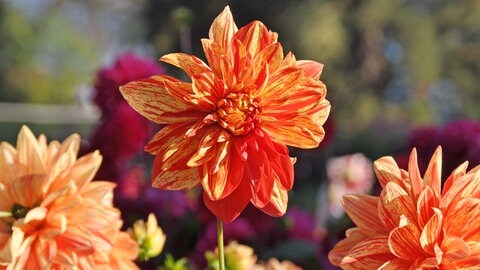 Die Dahlie "Néo" ist Dahlienkönigin 2025 auf der Blumeninsel Mainau im Bodensee.