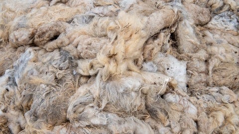 Schafwolle von einem gerade geschorenen Schaf liegt auf einem Haufen. Dreckige Schafwolle kann zum Düngen genutzt werden.