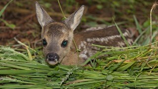Rehkitz hat sich im Gras weggeduckt. Kitzretter können es mit der Wärmebildkamrea ihrer Drohne aufspüren und vor dem Mähtod retten.