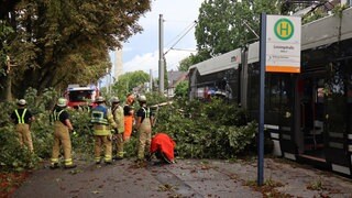 Ein Baum ist auf eine Straßenbahn in Mannheim gestürzt. Die Feuerwehr zersägt den Baum.
