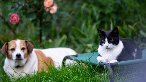 Ein Hund liegt auf dem Rasen in einem Garten, neben ihm sitzt eine Katze auf einem Liegestuhl. Tiersitting ist eine Möglichkeit, um günstig Urlaub zu machen