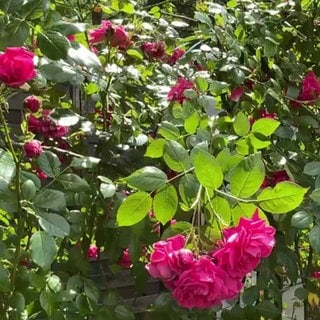 Rosen
