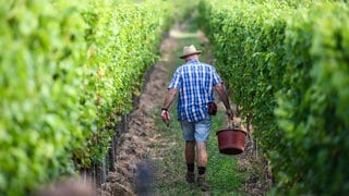 Ein Winzer läuft durch seinen Weinberg (Symbolbild). Wirtschaftsministerin Schmitt (FDP) befürchtet, dass 20 bis 30 Prozent der Weingüter in RLP keine Zukunft mehr haben könnten.