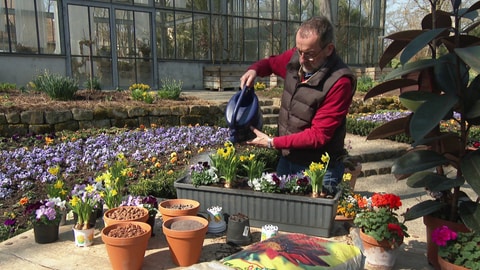Volker Kugel gießt Blumen, die in Töpfen mit Universalerde und Blumenerde sind.