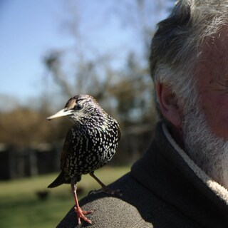 Falkner mit Wildvogel Fips