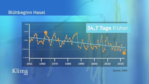 Der Blühbeginn der Hasel ist seit 1951 um mehr als einen Monat vorgerückt.