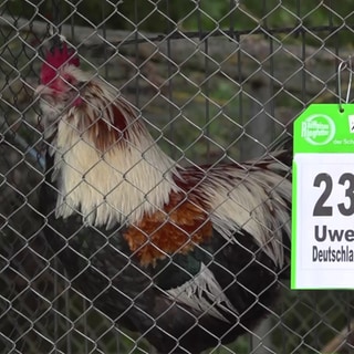 Hahn Uwe