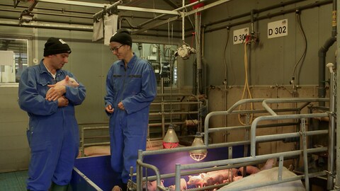 Das Bild zeigt Patrick Hünerfeld (links) und Prof. Nicole Kemper (rechts) mit kleinen Ferkeln.