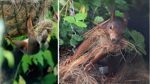 Eichhörnchen bauen aus Zweigen, Blättern und Moos kugelige Nester - sogenannte Kobel.