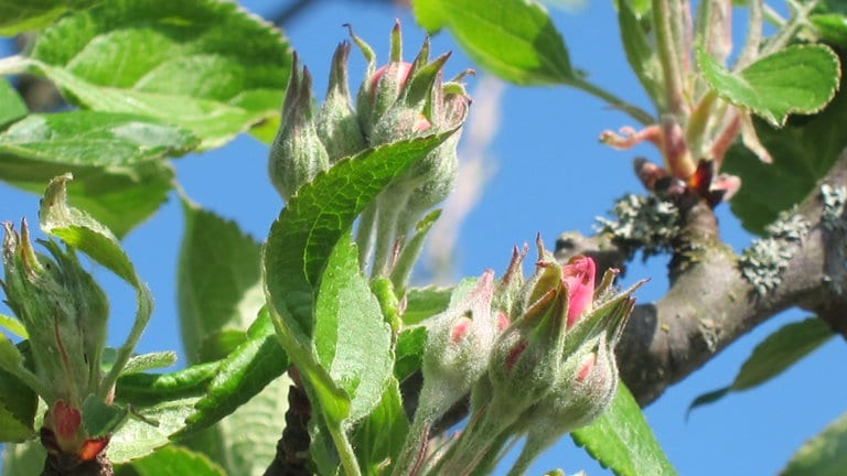 Apfelblüte: Der Entfaltungs-Countdown!