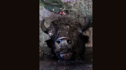 Vera Mercer, Bison Head, 2022