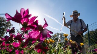 Symbolbild: Ein Mann in Latzhose und mit Strohhut gießt mit einem Wasserschlauch seine violetten Blumen.