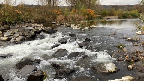 Die Fische in der Ahr haben die Flutkatastrophe 2021 gut überstanden. Laut einer Untersuchung der Hochschule Trier sind noch alle 26 Arten im Fluss vorhanden.