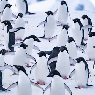 Pinguine und Exkremente in der Antarktis. Forschende aus Finnland haben untersucht, wie viel Ammoniak aus Pinguinexkrementen in die Atmosphäre über der Antarktis tritt. Ammoniak, gemeinsam mit anderen Stoffen, kann die Wolkenbildung begünstigen und damit das Klima beeinflussen.