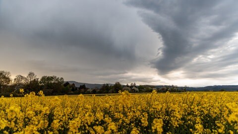Gewitterr braut sich über einem Rapsfeld zusammen
