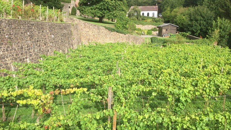 Weinanbau in den hängenden Gärten von Thuin – heute wie  im Mittelalter.