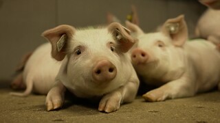 Das Bild zeigt zwei Ferkel.