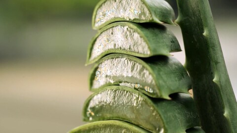 Aloe Vera kann gegen Sonnenbrand oder Entzündungen helfen.