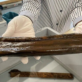 Ein in Wasser getränktes Stück Holz aus der Keltenzeit. Was die Kelten damit anstellten, ist bisher nicht klar. 