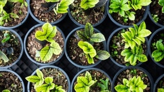 Auf dem Garten- und Blumenmarkt wird eine vielfältige Auswahl an Plastiktöpfen mit jungen Setzlingen angeboten.