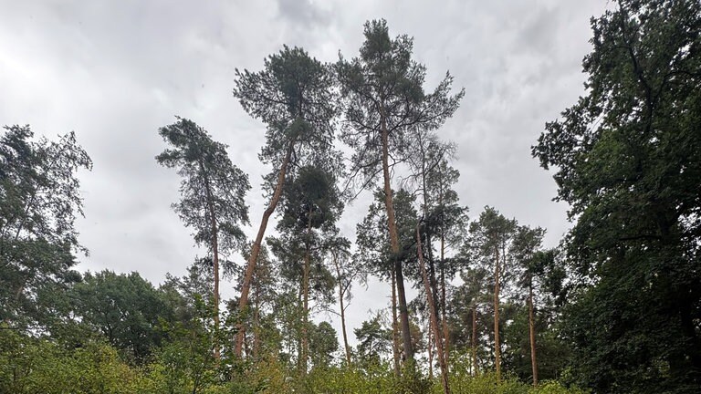 Pfälzer Wald nach der Hitzewelle 2026