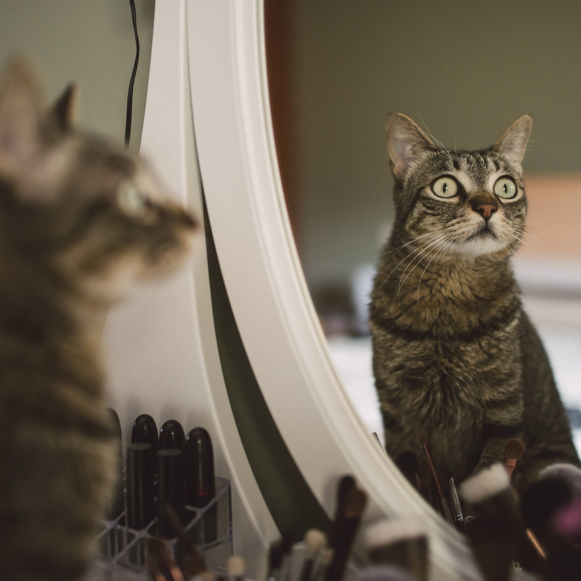 Können sich Katzen im Spiegel erkennen? episode artwork