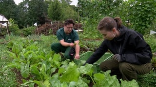 Ein Junge mit Downsyndrom sammelt Mangold in einer grünen Kiste. Im Gemeinschaftsgarten in Freiburg haben alle Platz - auch Menschen mit Behinderung.